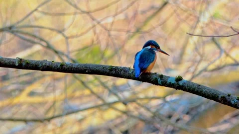 Common Kingfisher Close-Up Perched on Branch – 4K Wildlife Video Stock Footage 329844262