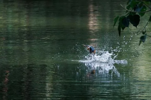Common Kingfisher diving and catching fish in water in forest park 스톡 사진