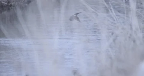Common kingfisher diving to catch fish in small creek on winter day Stock Footage 280323797