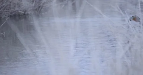 Common kingfisher diving to catch fish in small creek on winter day Video stock 280323804