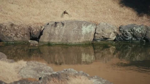 Common Kingfisher Diving for Fish in Kencho-ji Temple Pond, Kamakura, Japan Stock Footage 341740670