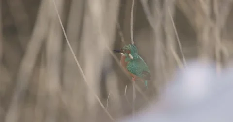 Common kingfisher doing plumage care on winter day Video stock 280324487