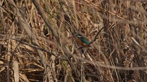 A Common Kingfisher Eating Small Fish. Stock Footage 230021713