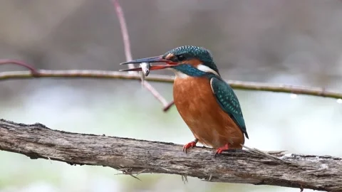 Common kingfisher Vidéo 143744932