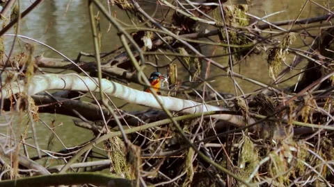 Common Kingfisher with Frog in Beak Perched on Branch – 4K Wildlife Video Stock Footage 330861314