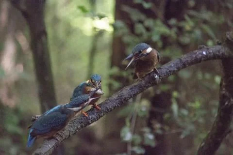 Common kingfisher (group) Stock Photos