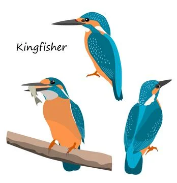 Common kingfisher isolated on white background Stock Illustration