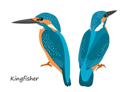 Common kingfisher isolated on white background Stock Illustration