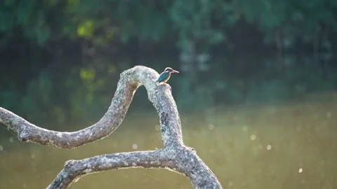 Common kingfisher in the magical evening light in Bandipur national park Stock Footage 295180636