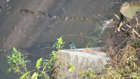 Common kingfisher or Alcedo atthis. Stock Footage 335620455