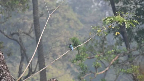 Common kingfisher or Alcedo atthis. Stock Footage 337650690