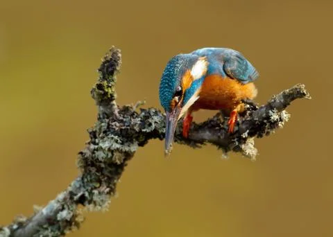 Common Kingfisher on a perch ready to dive Stock Photos