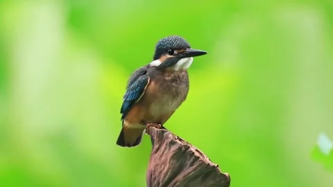 Common Kingfisher Perched Alert on a Log with Bright Green Background Stockbeeldmateriaal 331616136