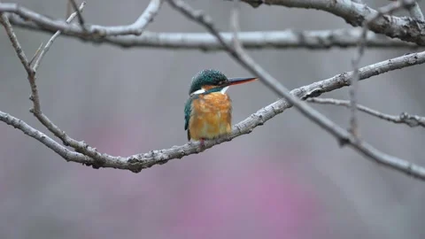 Common Kingfisher Perched on a Bare Tree Branch with Soft Pastel Bokeh 動画素材 329460466