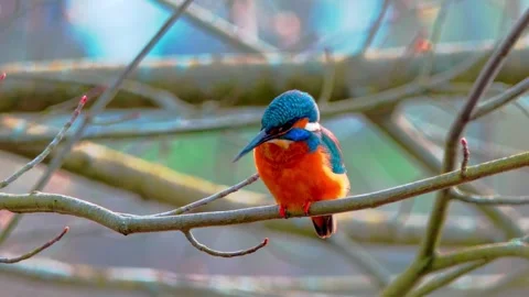 Common Kingfisher Perched on Branch – 4K Close-Up Wildlife Footage Stock Footage 330234627