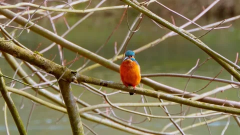 Common Kingfisher Perched on Branch – 4K Close-Up Wildlife Footage Stock Footage 330234628