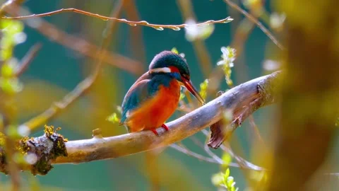 Common Kingfisher Perched on Branch – 4K Close-Up Wildlife Footage Stock Footage 330234630