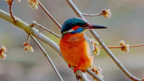Common Kingfisher Perched on Branch – 4K Close-Up Wildlife Footage Stock Footage 330234633