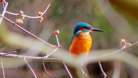 Common Kingfisher Perched on Branch – 4K Close-Up Wildlife Footage Stock Footage 330234635