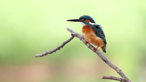 Common kingfisher perched on a branch. Bird. Animals. Stock Footage 194525733