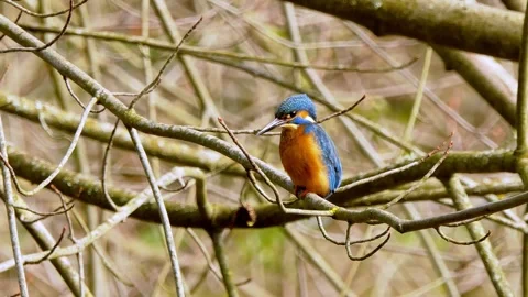 Common Kingfisher Perched on Branch – Close-Up Wildlife Nature Video in 4K Stock Footage 330861311