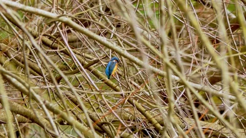 Common Kingfisher Perched on Branch – Close-Up Wildlife Nature Video in 4K Stock Footage 330861316