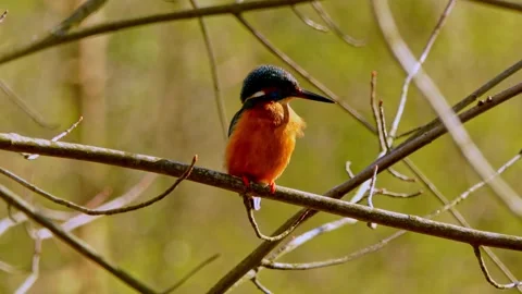 Common Kingfisher Perched on Branch – Close-Up Wildlife Nature Video in 4K Stock Footage 330861318