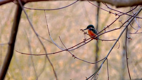Common Kingfisher Perched on Branch – Close-Up Wildlife Nature Video in 4K Stock Footage 330861323