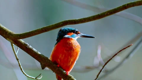 Common Kingfisher Perched on Branch – Close-Up Wildlife Nature Video in 4K Stock Footage 330861365