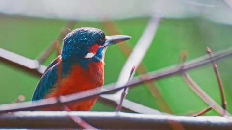 Common Kingfisher Perched on Branch – Close-Up Wildlife Nature Video in 4K Stock Footage 330861367
