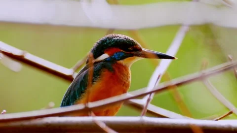 Common Kingfisher Perched on Branch – Close-Up Wildlife Nature Video in 4K Stock Footage 330861368