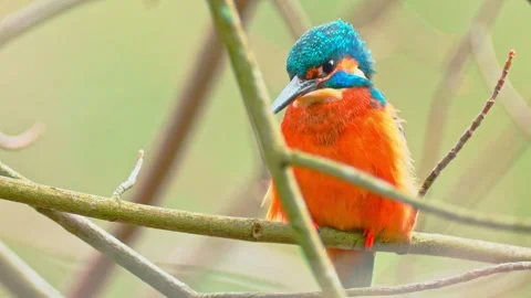 Common Kingfisher Perched on Branch – Close-Up Wildlife Nature Video in 4K Stock Footage 330861370