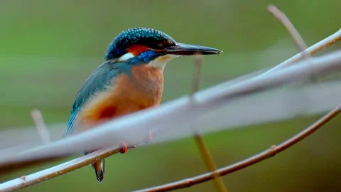Common Kingfisher Perched on Branch – Close-Up Wildlife Nature Video in 4K Stock Footage 330861373