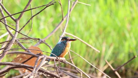 Common kingfisher perched on branch looking for fish Stock Footage 315527825