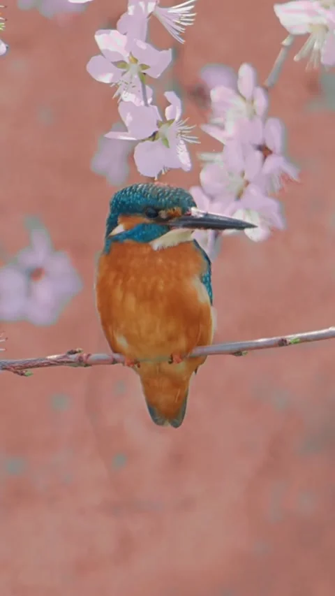 Common kingfisher perched on a branch surrounded by cherry blossoms Vídeos de archivo 334635415