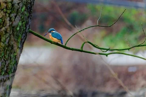 Common Kingfisher perched on a branch of a tree Stock Photos