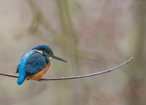 Common Kingfisher Perched on a Delicate Branch Stock Photos