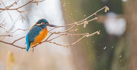 Common Kingfisher Perched on a Delicate Branch Stock Photos