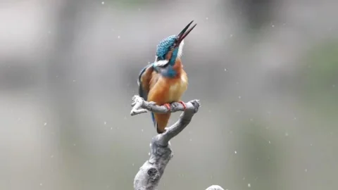 Common kingfisher perched on a dry branch in its natural habitat 库存影片 335049700