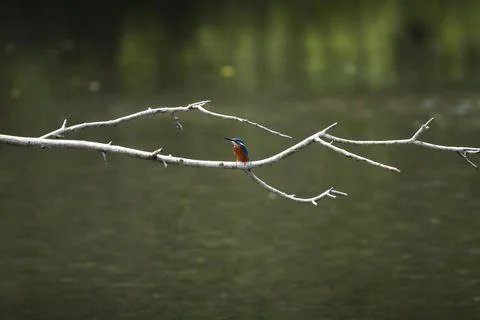 Common kingfisher perched on a fallen tree branch Stock Photos