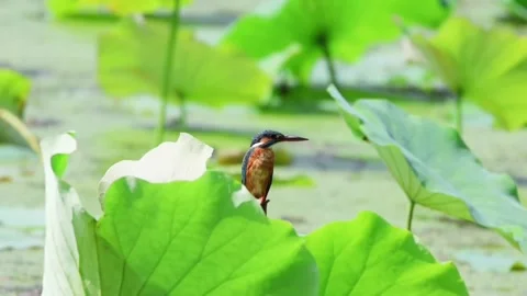 Common kingfisher perched on a lotus leaf in a serene pond 스톡 동영상 336033557