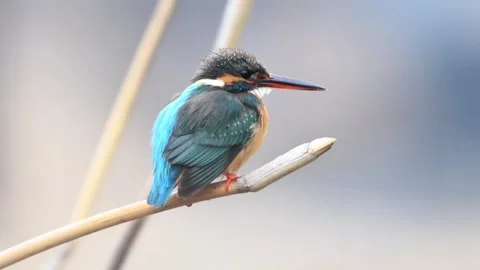 Common Kingfisher Perched on Reed Stem 스톡 동영상 331020139