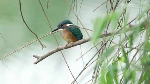 Common kingfisher perched on a thin branch over a pond Stock Footage 335491288