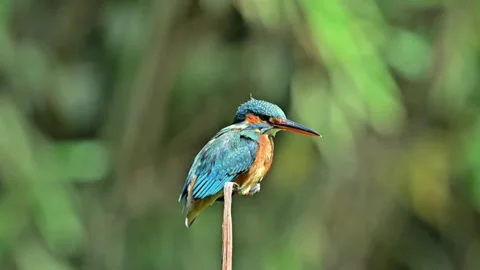 Common kingfisher perched on a thin reed in a natural habitat Stock Footage 336033341