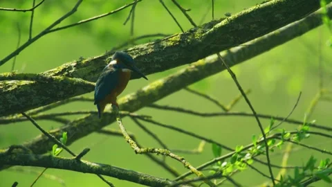 Common kingfisher perched on tree branch in natural woodland habitat Stock-Footage 331100717