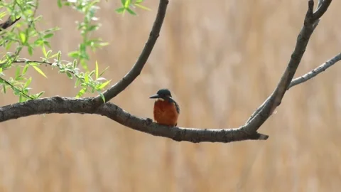 Common kingfisher perched on a tree branch in a natural habitat Vídeos de archivo 335491773