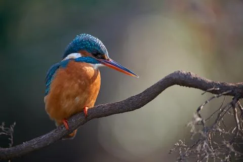 Common Kingfisher perched on a tree root Photos
