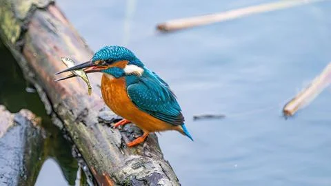 Common Kingfisher Perched on a Wet Log Holding a Freshly Caught Fish Stock Photos