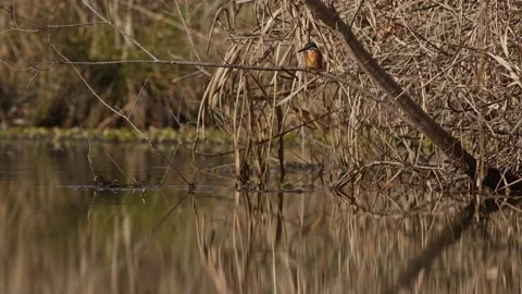A Common Kingfisher Perching and Flying Toward Camera. Stock Footage 231032113