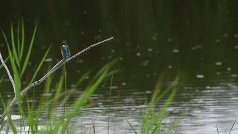 Common kingfisher perching on branch. Alcedo atthis in the rain with wind. Stock Footage 247393574